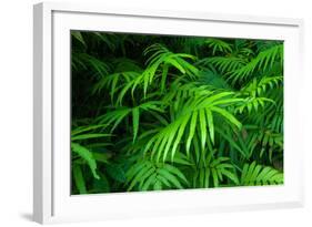 Ferns Leaves Green Foliage Tropical Background-SergWSQ-Framed Premium Photographic Print