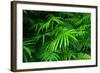 Ferns Leaves Green Foliage Tropical Background-SergWSQ-Framed Premium Photographic Print