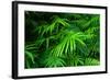 Ferns Leaves Green Foliage Tropical Background-SergWSQ-Framed Premium Photographic Print