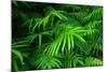 Ferns Leaves Green Foliage Tropical Background-SergWSQ-Mounted Premium Photographic Print