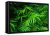 Ferns Leaves Green Foliage Tropical Background-SergWSQ-Framed Stretched Canvas