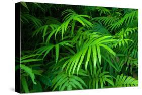 Ferns Leaves Green Foliage Tropical Background-SergWSQ-Stretched Canvas