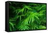 Ferns Leaves Green Foliage Tropical Background-SergWSQ-Framed Stretched Canvas