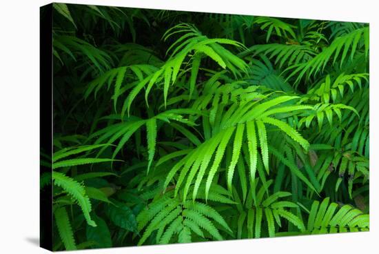 Ferns Leaves Green Foliage Tropical Background-SergWSQ-Stretched Canvas