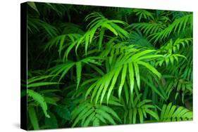 Ferns Leaves Green Foliage Tropical Background-SergWSQ-Stretched Canvas