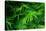 Ferns Leaves Green Foliage Tropical Background-SergWSQ-Stretched Canvas