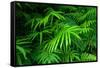 Ferns Leaves Green Foliage Tropical Background-SergWSQ-Framed Stretched Canvas