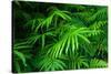 Ferns Leaves Green Foliage Tropical Background-SergWSQ-Stretched Canvas