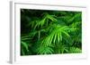 Ferns Leaves Green Foliage Tropical Background-SergWSQ-Framed Photographic Print