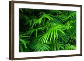 Ferns Leaves Green Foliage Tropical Background-SergWSQ-Framed Photographic Print