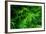 Ferns Leaves Green Foliage Tropical Background-SergWSQ-Framed Photographic Print