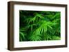 Ferns Leaves Green Foliage Tropical Background-SergWSQ-Framed Photographic Print