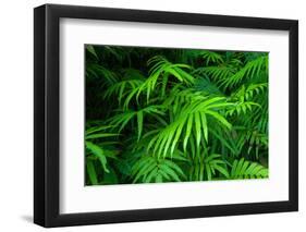 Ferns Leaves Green Foliage Tropical Background-SergWSQ-Framed Photographic Print