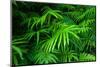 Ferns Leaves Green Foliage Tropical Background-SergWSQ-Mounted Photographic Print