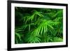 Ferns Leaves Green Foliage Tropical Background-SergWSQ-Framed Photographic Print