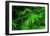 Ferns Leaves Green Foliage Tropical Background-SergWSQ-Framed Photographic Print