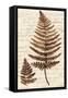 Ferns & Ledgers I-Naomi McCavitt-Framed Stretched Canvas