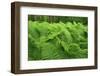 Ferns, Moricsala Strict Nature Reserve, Moricsala Island, Lake Usma, Latvia, June 2009-López-Framed Photographic Print