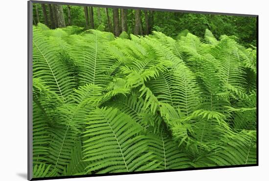 Ferns, Moricsala Strict Nature Reserve, Moricsala Island, Lake Usma, Latvia, June 2009-López-Mounted Photographic Print