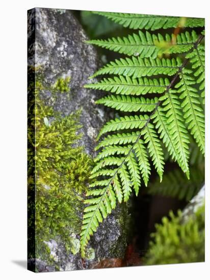 Ferns near Lake Moeraki, West Coast, South Island, New Zealand-David Wall-Stretched Canvas