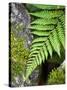 Ferns near Lake Moeraki, West Coast, South Island, New Zealand-David Wall-Stretched Canvas