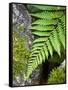 Ferns near Lake Moeraki, West Coast, South Island, New Zealand-David Wall-Framed Stretched Canvas