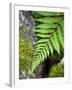 Ferns near Lake Moeraki, West Coast, South Island, New Zealand-David Wall-Framed Premium Photographic Print