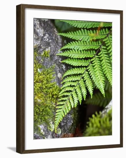 Ferns near Lake Moeraki, West Coast, South Island, New Zealand-David Wall-Framed Photographic Print