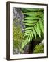 Ferns near Lake Moeraki, West Coast, South Island, New Zealand-David Wall-Framed Photographic Print