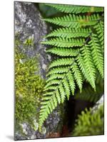 Ferns near Lake Moeraki, West Coast, South Island, New Zealand-David Wall-Mounted Photographic Print