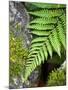 Ferns near Lake Moeraki, West Coast, South Island, New Zealand-David Wall-Mounted Photographic Print