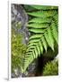 Ferns near Lake Moeraki, West Coast, South Island, New Zealand-David Wall-Framed Photographic Print