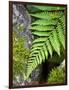 Ferns near Lake Moeraki, West Coast, South Island, New Zealand-David Wall-Framed Photographic Print