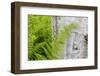 Ferns next to a paper birch tree, Reed, Maine-Jerry & Marcy Monkman-Framed Photographic Print