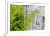 Ferns next to a paper birch tree, Reed, Maine-Jerry & Marcy Monkman-Framed Premium Photographic Print