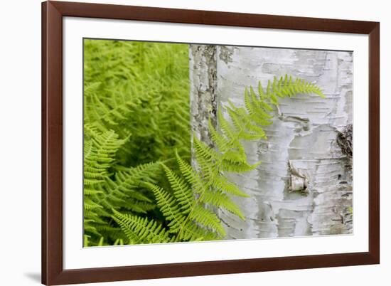 Ferns next to a paper birch tree, Reed, Maine-Jerry & Marcy Monkman-Framed Premium Photographic Print