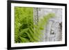 Ferns next to a paper birch tree, Reed, Maine-Jerry & Marcy Monkman-Framed Premium Photographic Print