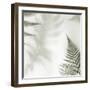 Ferns No. 2-Alan Blaustein-Framed Photographic Print