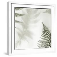Ferns No. 2-Alan Blaustein-Framed Photographic Print