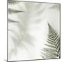 Ferns No. 2-Alan Blaustein-Mounted Photographic Print