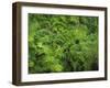 Ferns of Corkscrew Swamp Sanctuary, Florida-Maresa Pryor-Framed Photographic Print