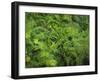 Ferns of Corkscrew Swamp Sanctuary, Florida-Maresa Pryor-Framed Photographic Print