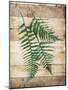 Ferns On Wood Mate-Jace Grey-Mounted Art Print