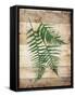 Ferns On Wood Mate-Jace Grey-Framed Stretched Canvas