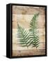 Ferns On Wood-Jace Grey-Framed Stretched Canvas