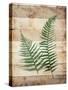 Ferns On Wood-Jace Grey-Stretched Canvas