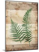 Ferns On Wood-Jace Grey-Mounted Art Print