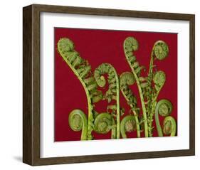 Ferns Spirals Shells II-null-Framed Art Print