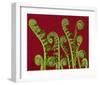 Ferns Spirals Shells II-null-Framed Art Print