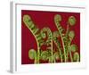 Ferns Spirals Shells II-null-Framed Art Print